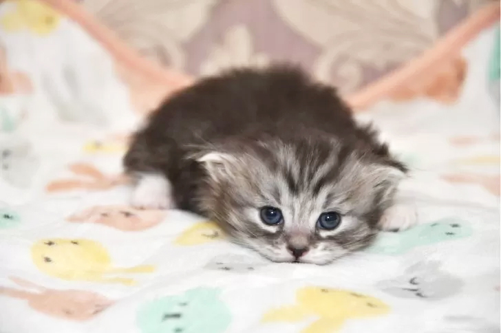 マンチカンの子猫