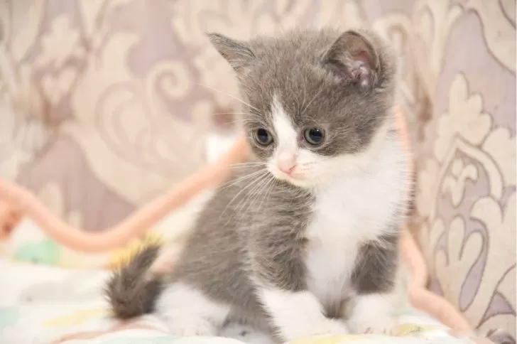 マンチカンの子猫