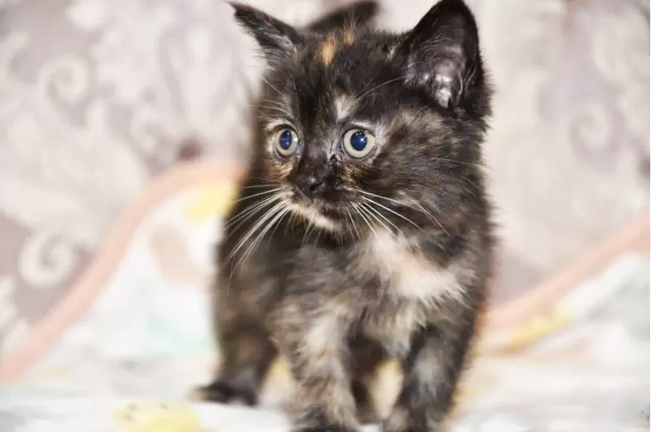 マンチカンの子猫