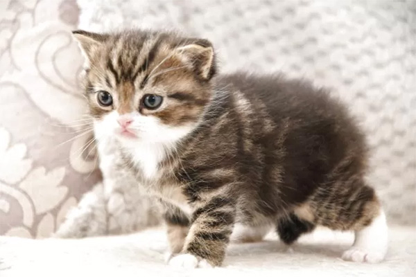 1 マンチカンの赤ちゃん