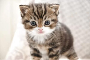 kitten