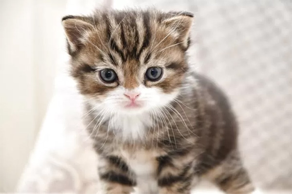 kitten