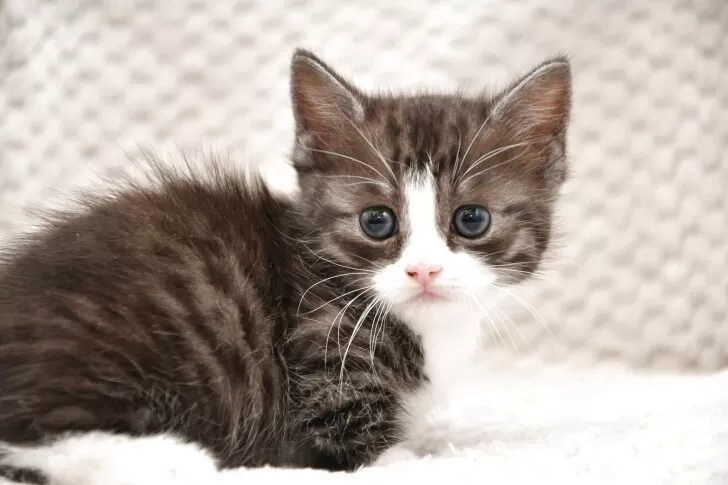 munchkin 子猫
