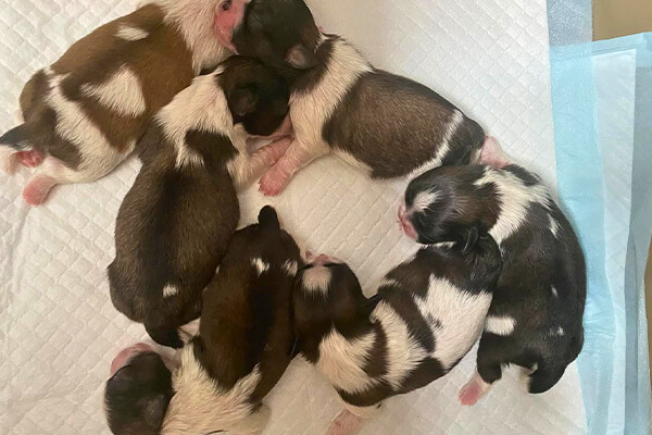 子犬