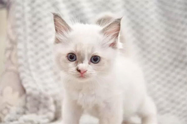cat ラグドールの赤ちゃん