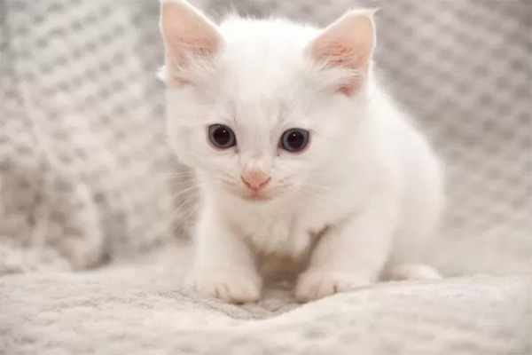 cat2 子猫