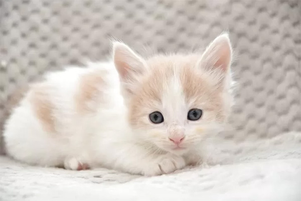 norwegian_forest_cat_01