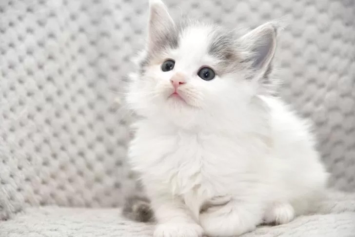 norwegian_forest_cat_04