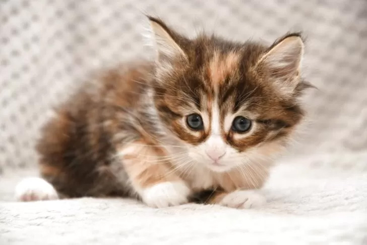 ノルウェージャンフォレストキャットの仔猫