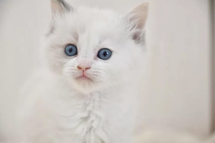 ラグドール　子猫