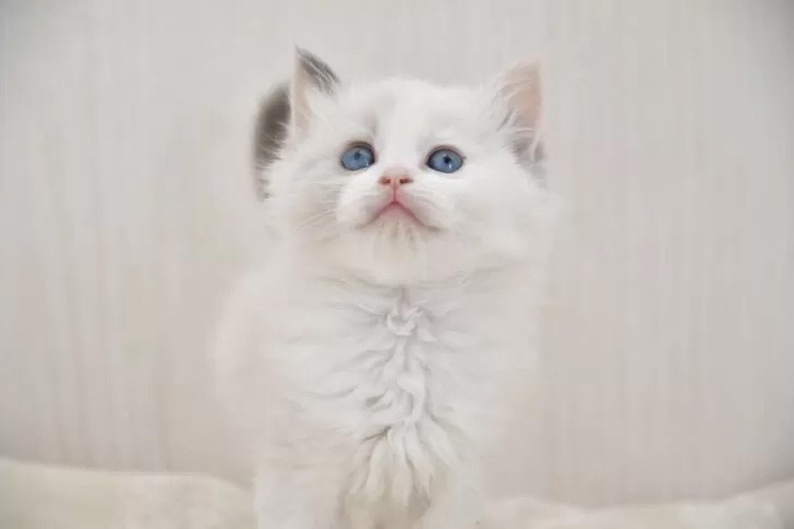 ラグドール　子猫