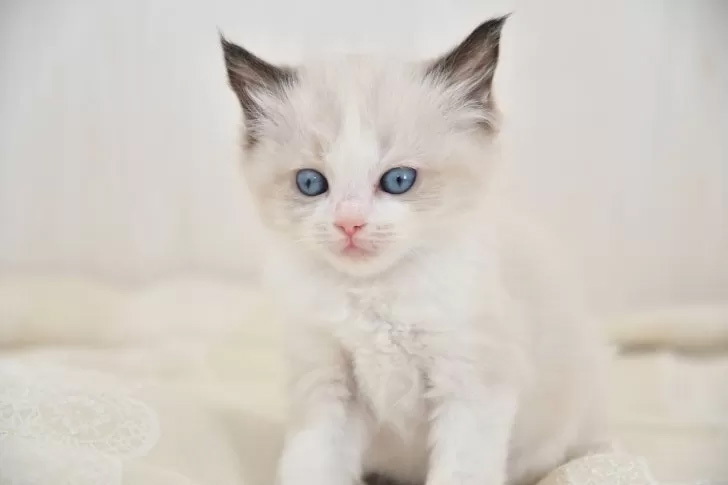 ラグドール　子猫