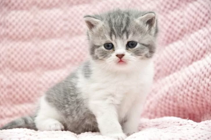 シルバータビー&ホワイトのスコティッシュフォールドの赤ちゃん