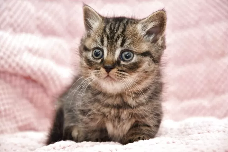 マンチカンの男の子