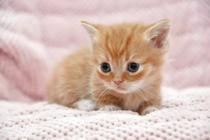 レッドタビー&ホワイトのマンチカンの赤ちゃん