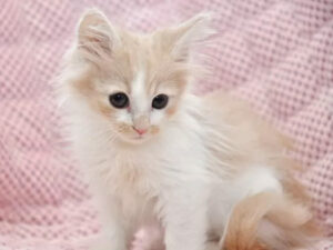ノルウェージャン<br>フォレストキャット