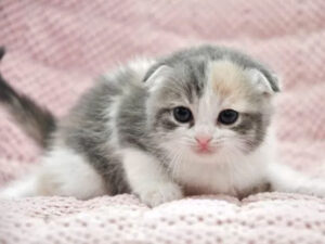 スコティッシュフォールドの子猫