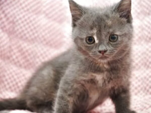 マンチカンの子猫