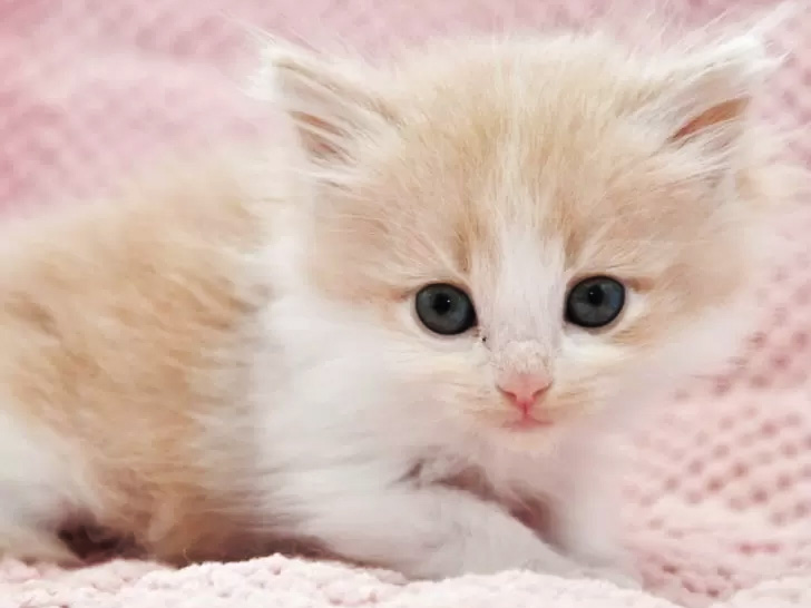 サイベリアンの子猫