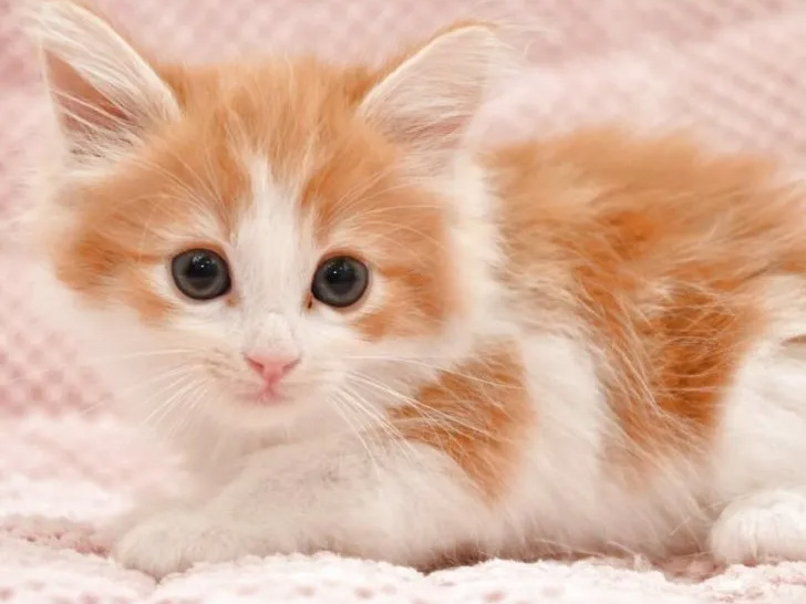 ノルウェージャンフォレストキャット子猫