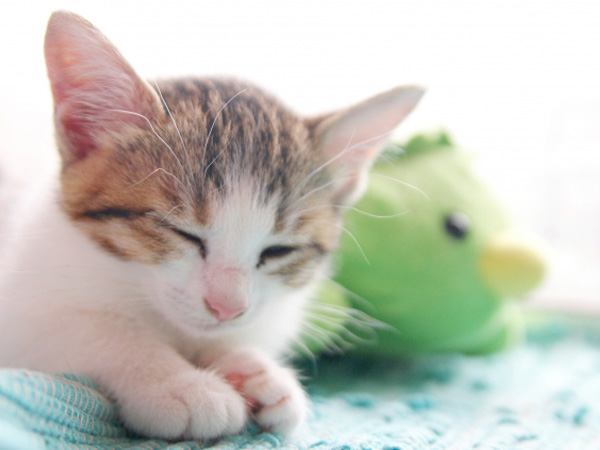 ねこハナいぬハナの紹介